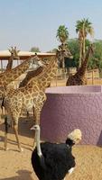 Ostriches in Nofa Wildlife Safari Reserve photo