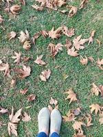 Fallen tree leaves on grass in autumn photo