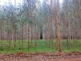 bosque ruta mediante el arboles foto