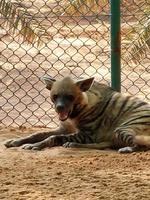hiena en nofa fauna silvestre safari recurso foto