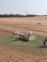 Wilderbeest in Nofa Wildlife Safari Reserve photo