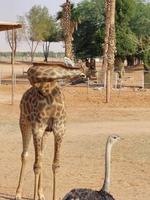 Ostriches in Nofa Wildlife Safari Reserve photo