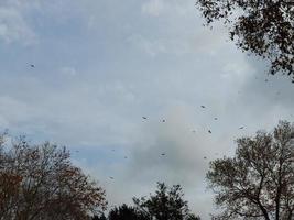 Cloudy sky with trees and birds photo