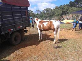 Apalousa horse in rodeo photo