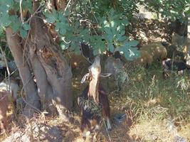 naturaleza fauna silvestre paisaje con arboles foto