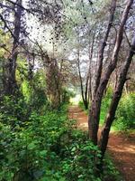 naturaleza fauna silvestre paisaje con arboles foto