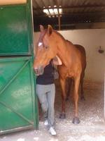 Dutch holland horse in stable photo