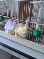 Colored canary birds in cages photo