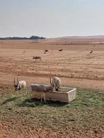 Gazelles in Nofa Wildlife Park Reserve photo