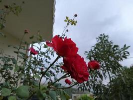 Red rose closeup in villa garden photo