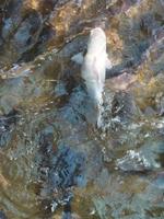 Fish swimming in the pond in Nofa wildlife safari resort photo