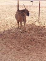 Wilderbeest in Nofa Wildlife Safari Reserve photo