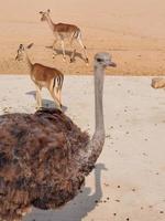 Ostriches in Nofa Wildlife Safari Reserve photo