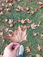 Fallen tree leaves on grass in autumn photo