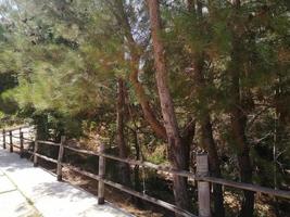 Natural green scenery in Lebanon photo