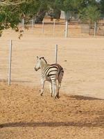 Zebra in Nofa Wildlife Safari Park Animal Reserve photo