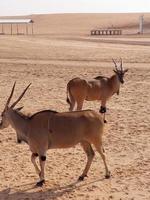 Gazelles in Nofa Wildlife Safari Resort photo