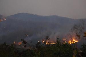 bosque incendios untado con rapidez terminado un grande zona y son difícil a control. porque dañar peligroso a fauna silvestre aldeanos casas y aire contaminación. suave y selectivo enfocar. foto