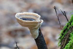 Close up of a Velvety layer fungus Stereum subtomentosum on an old tree branch photo