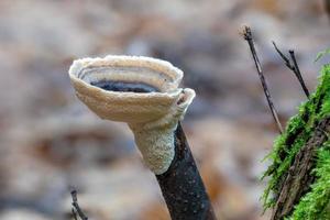 cerca arriba de un aterciopelado capa hongo estereo subtomentoso en un antiguo árbol rama foto