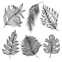 Tropical set with linear palm leaf, fern, monstera. Black and white line art leaves with veins texture isolated on white background vector