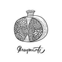 Half of pomegranate. Black and white vector illustration