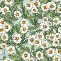 Pattern with white wild rose flower or dog rose or rosa canina on blue background vector