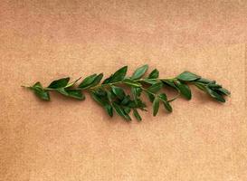 Ligustrum vulgare branch against the background of cardboard. photo