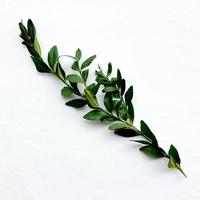 Ligustrum vulgare branch. photo