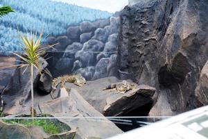 Selective focus of green iguanas that are in their cages. photo