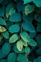 green japanese knotweed plant leaves in the nature in springtime photo