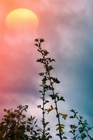 flower plants silhouette and beautiful sunset background photo