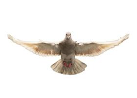 full body of homing pigeon flying isolated white background photo