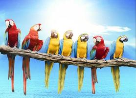 flock of red and blue yellow macaw purching on dry tree branch isolated white background photo