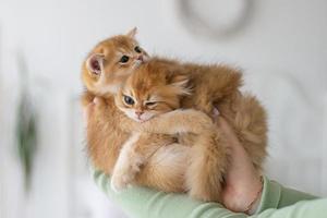 dos británico gatitos son abrazando en su brazos foto