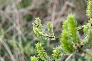 A ladybug sits on a green willow that bloomed in the forest in spring photo