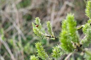 un mariquita se sienta en un verde sauce ese floreció en el bosque en primavera foto