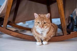 linda jengibre gato con un destinatario en su cuello mentiras debajo un de madera silla foto