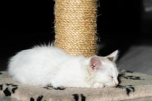 Cute white little kitten sleeping near the scratching post photo