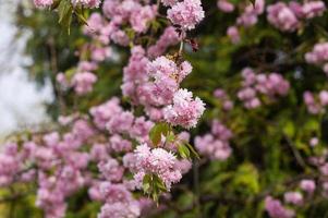 sakura blooming with pink flowers, perfect pink background photo