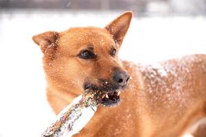 Portrait of a red dog in the snow with a stick in his teeth photo