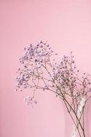 Small purple and white gypsophila flowers stand in a vase on a pink background photo