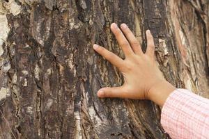 concept of saving the world Human hand touching a tree photo