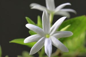 Beautiful white flowers on the tree. Macro white flowers photo