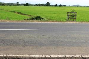 Greenish paddy field photo