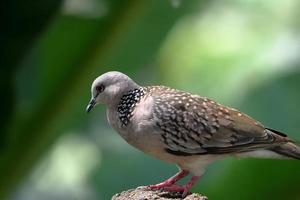 Pigeon standing on the rock photo