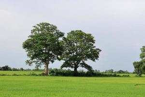 Rice cultivation. Greenish paddy field photo