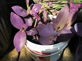 hermoso tradescantia pallida foto