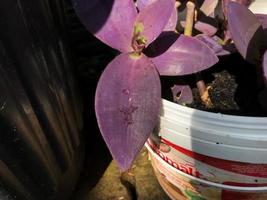 hermoso tradescantia pallida foto