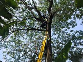 someone is pruning a tree by using a hacksaw photo